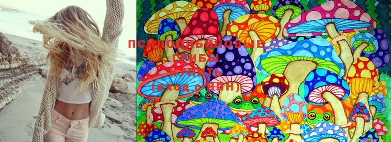 Галлюциногенные грибы Psilocybine cubensis  Североморск 